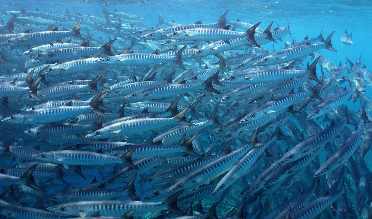 Sipadan_2015_Barracudas a nageoires noires_Sphyraena qenie_IMG_2931_rc.jpg